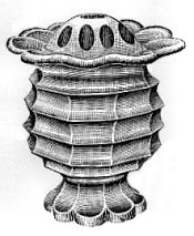 Molineaux Webb vase